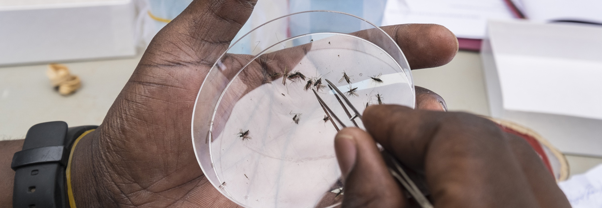 On-site mosquito analysis after collection activities in the field